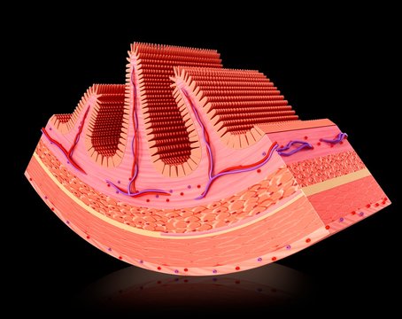 Intestinal villi, illustration