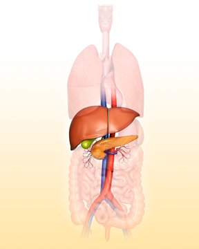Human internal organs, illustration