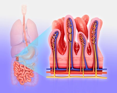 Small intestinal wall, illustration