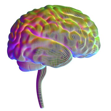 Human brain, illustration