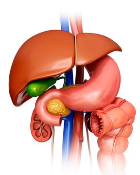 Human internal organs, illustration
