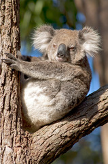 Koala sitting in the fork of a gum tree.