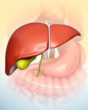 Liver and gall bladder, illustration
