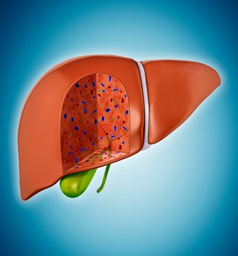 Liver and gall bladder, illustration