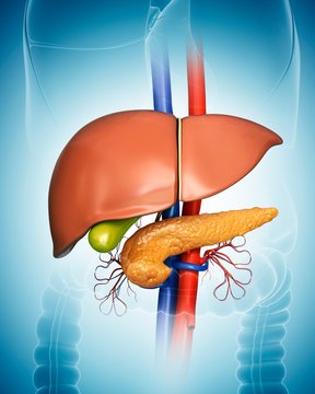 Pancreas, gall bladder and liver