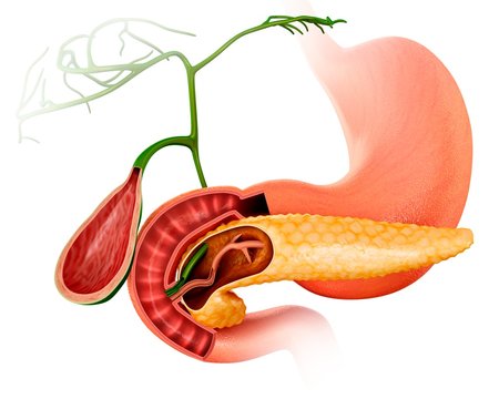 Pancreas and gall bladder, illustration