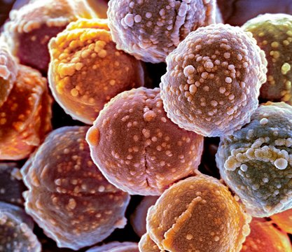 Staphylococcus bacteria, SEM