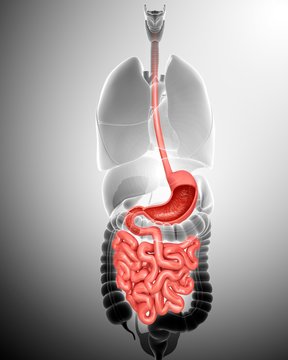 Human digestive system, illustration
