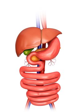 Human internal organs, illustration