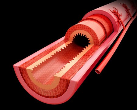 Small intestine wall, illustration
