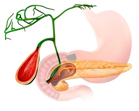 Gall bladder and pancreas, illustration