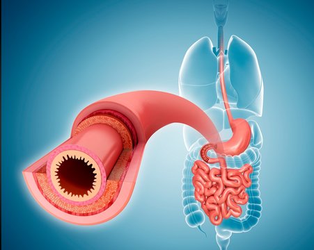 Small intestinal wall, illustration