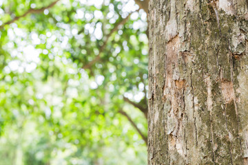 Teak tree in the forest with blurred background