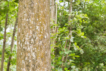 Teak tree in the forest 