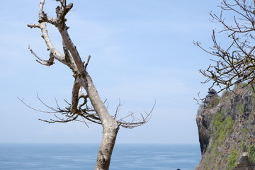 tree on the beach