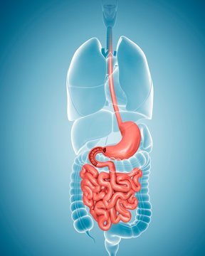 Human digestive system, illustration