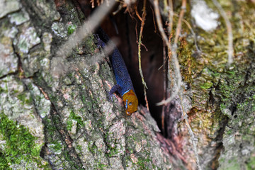 beautiful animal on tree
