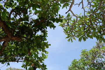 green leaves and blue sky