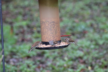 Cardinal 