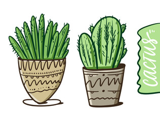 Two cactus in pots home. Cartoon style. Vector illustration. Isolated on white background.