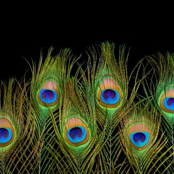 Peacock feathers