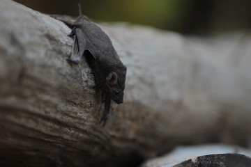 bat on a tree