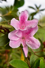 pink orchid in garden