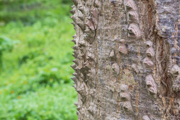 The trunk of the Bombax ceiba tree in the forest with blurred background