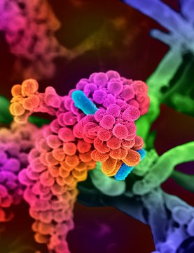 Oral bacteria, SEM