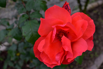 red flower in garden