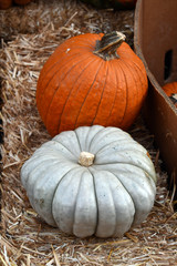 A white and orange pumpkin side-by-side