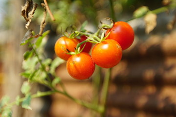 tomatoes on the vine
