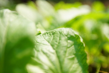 green leaf with water drops