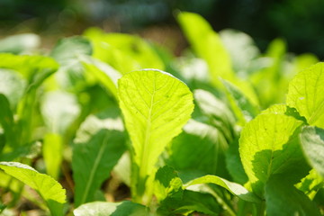 green leaves of plant