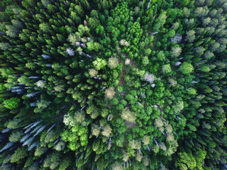 Drone view on green forest