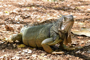 green iguana