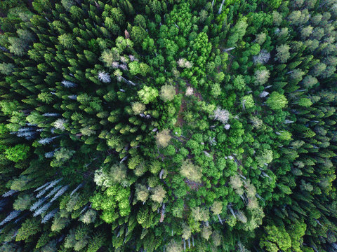Drone view on green forest © grthirteen