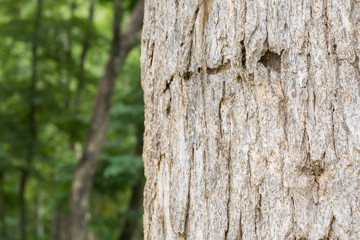 Teak tree in the forest with blurred background