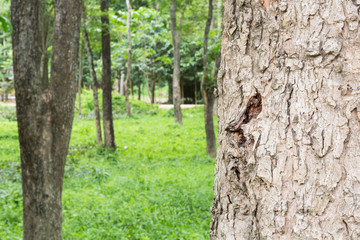 tree in the forest with blurred background