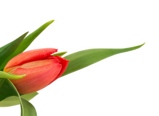 Fototapeta premium Red tulip flower