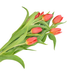 Bouquet with red buds of tulips