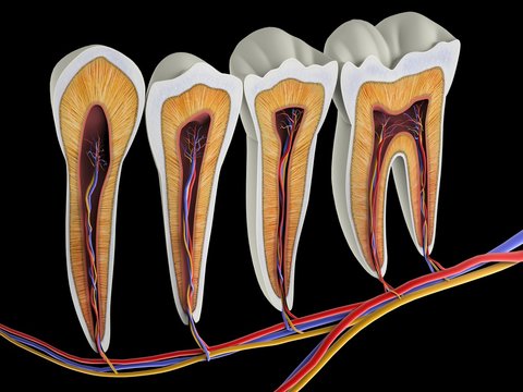 Teeth, cross section, artwork