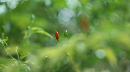 red chilli on leaf