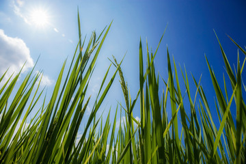 Obraz premium Green rice leaves with blue sky.