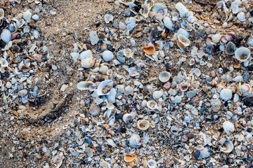 Shells on beach.