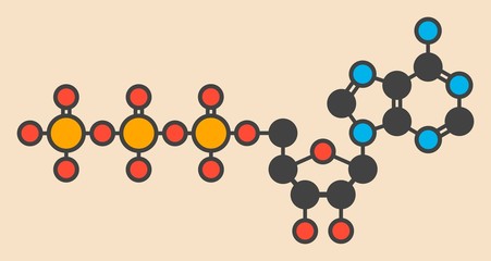 Adenosine triphosphate molecule