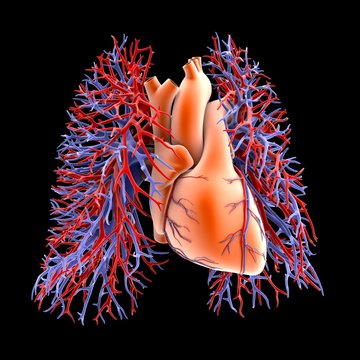 Circulatory system of heart and lungs