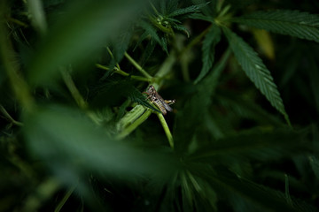 Grasshopper in Weed