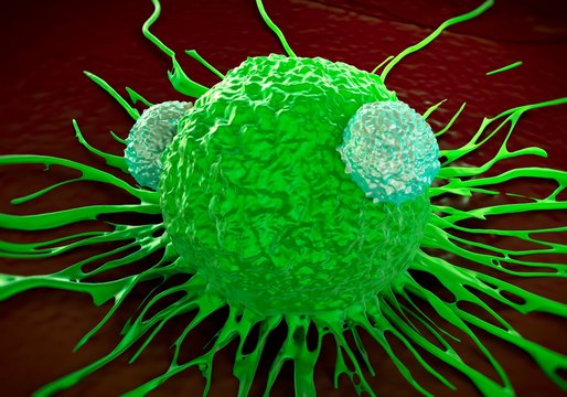 T lymphocytes and cancer cell