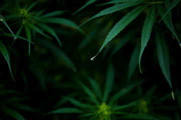 Water Drop on Weed Leaf